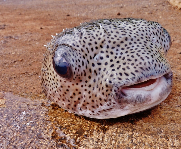 Weird Food Traditions from Around the World - Gap Year